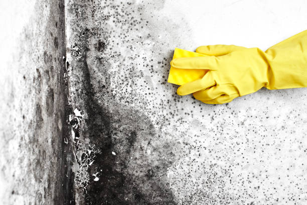 Best Mold Damage Repair  in Rye Brook, NY