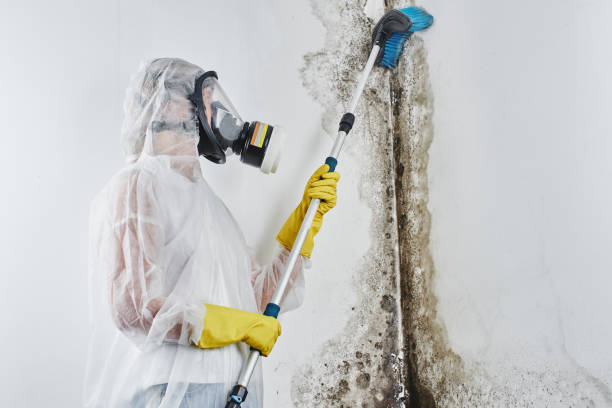 Best Home Mold Removal  in Rye Brook, NY