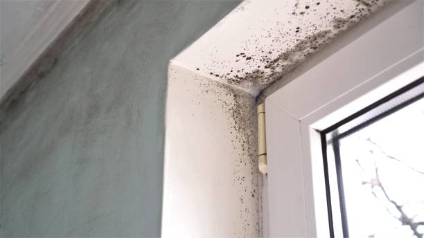 Best Commercial Mold Removal  in Rye Brook, NY