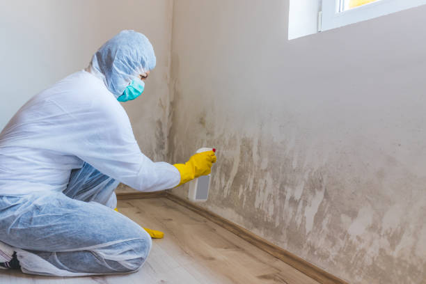 Attic Mold Removal in Rye Brook, NY