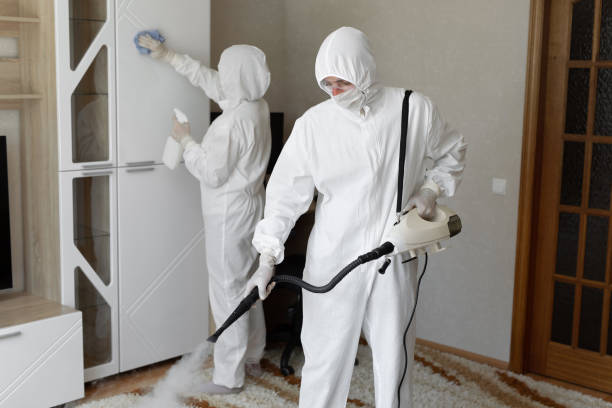 Best Mold Removal Process  in Rye Brook, NY