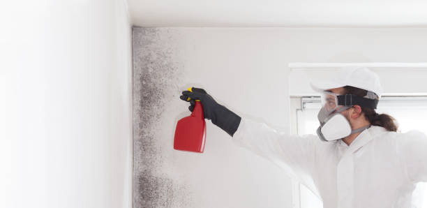 Best Mold Testing  in Rye Brook, NY
