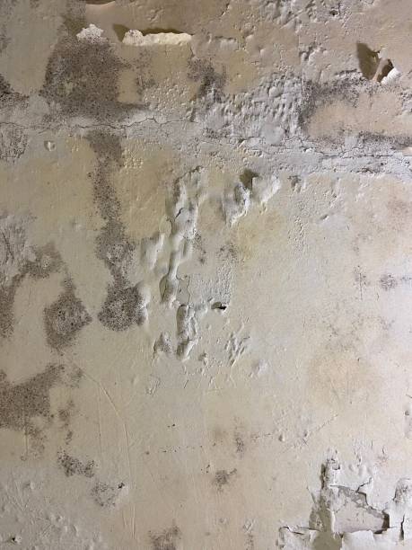 Best Mold Removal Company Near Me  in Rye Brook, NY