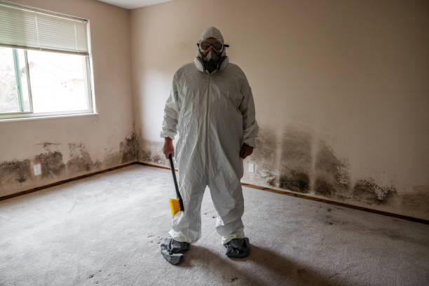 Mold Removal Process in Rye Brook, NY