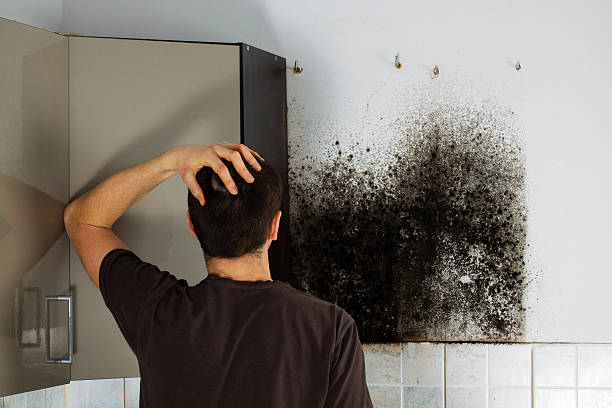 Best Mold Testing  in Rye Brook, NY